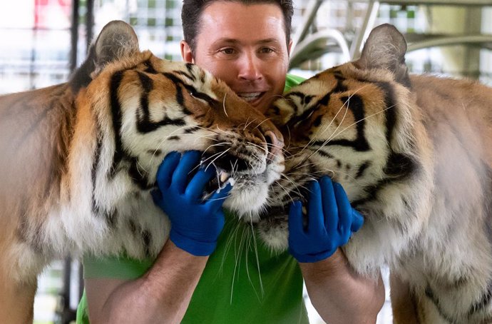Archivo - 29 June 2020, Bavaria, Wessling: Two tigers rub their faces onto trainer Alexander Lacey inside an enclosure during a press tour at the Circus Krone farm, a location normally used to host old circus animals, but due to the current pandemic, so