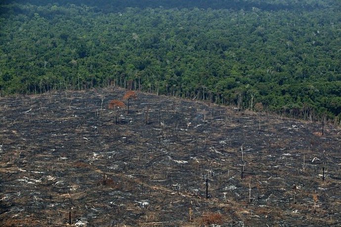 Archivo - Deforestación de la Amazonía