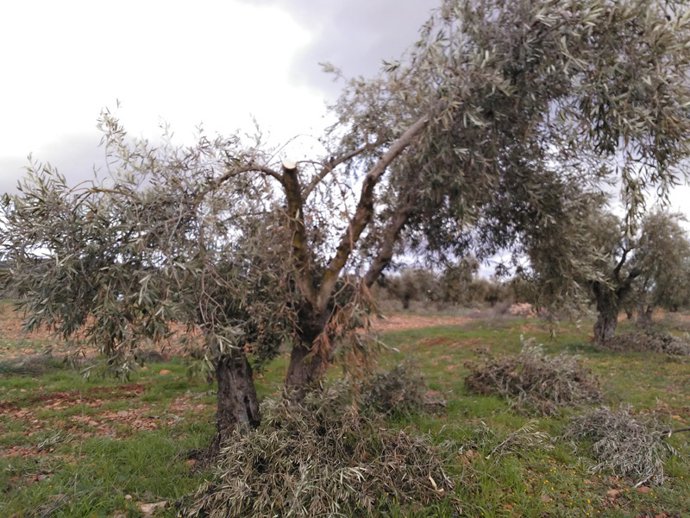 Archivo - Daños en el olivar de Toledo.