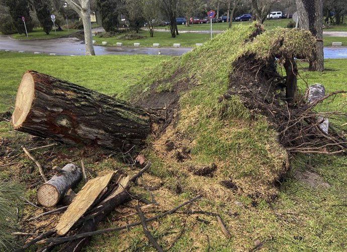 Archivo - El tronco de un árbol arrancado de sus raíces en la Casa de Campo, en Madrid (España).