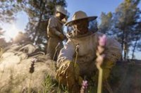 El Gobierno convoca ayudas por cerca de 300.000 euros para proyectos de investigación en el sector apícola