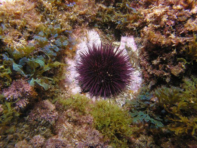 Archivo - Un erizo de mar dejando un halo de roca desnuda cuando se alimenta de algas