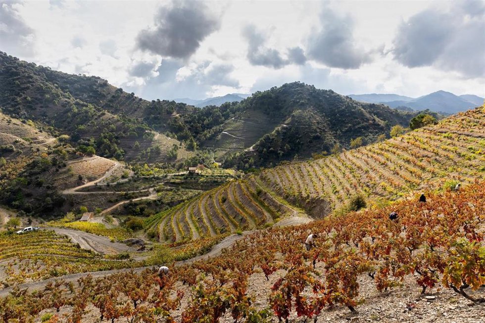 Archivo - Agro.- El vino Mas de la Rosa 2018 de Familia Torres, entre los mejores de la Guía Gourmets 2022