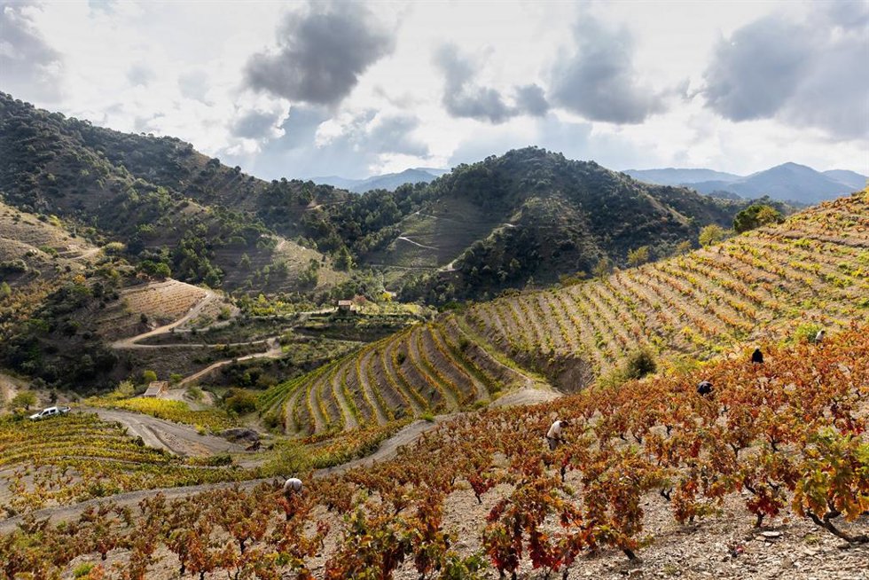 Archivo - Agro.- El vino Mas de la Rosa 2018 de Familia Torres, entre los mejores de la Guía Gourmets 2022
