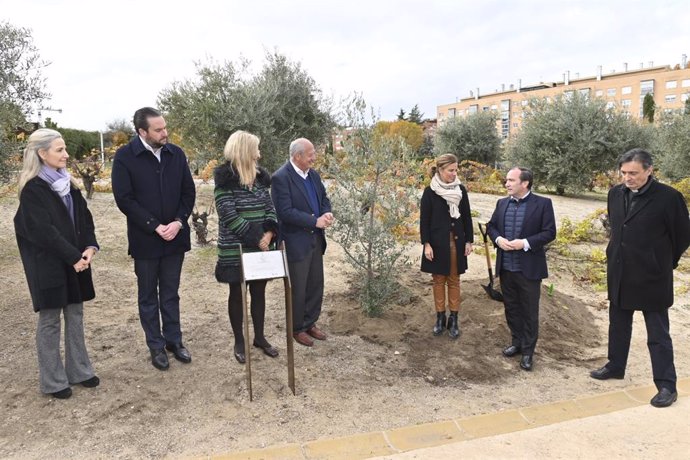 El Ayuntamiento de Madrid recibe de manos de CEAPI el olivo símbolo de paz que el Papa obsequió a la ciudad a través de Scholas