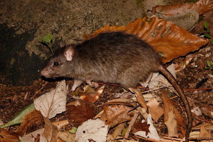 Archivo - Rata negra (Rattus rattus)