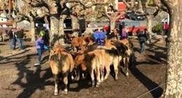Feria ganadera en Porrúa.