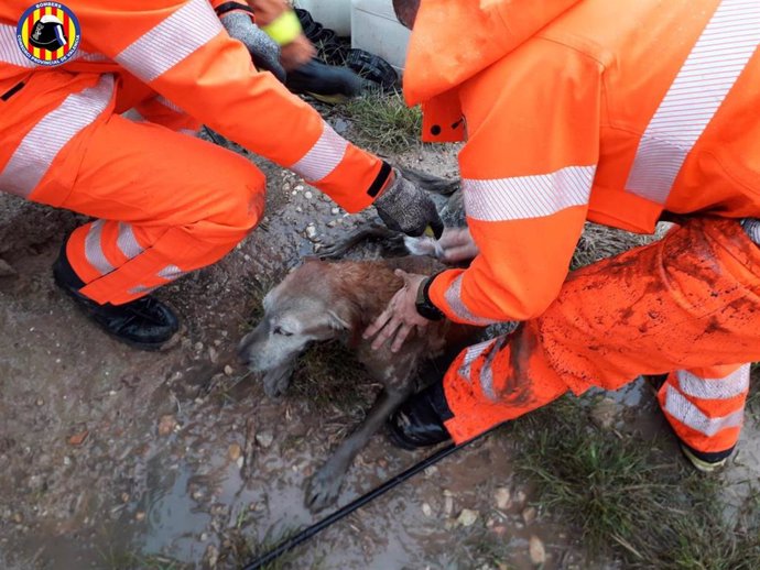Rescate de un perro que había caído a una fosa séptica en Algemesí