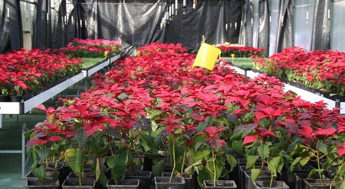 Las flores de Pascua será repartidas por el vivero de la Diputación de Huelva a los ayuntamientos y ELA de la provincia onubense.