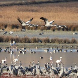 Más de 19.000 grullas descansan ya en la laguna de Gallocanta.
