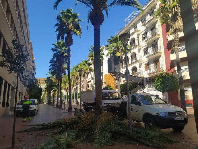 El Ayuntamiento inicia una campaña intensiva de poda en la ciudad