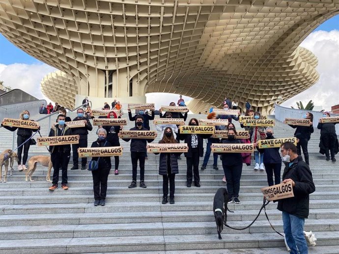 Activistas se concentran en Sevilla para dar visibilidad a los "más de 50.000 galgos" abandonados en España cada año