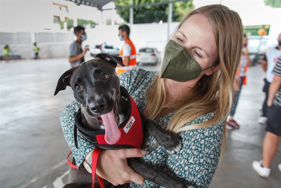 Archivo - Una voluntaria participa en la reubicación de animales que debido a la erupción volcánica han sido encontrados solos en las calles o campos de la zona, a 29 de septiembre de 2021, en Los LLanos de Aridane, Santa Cruz de Tenerife, Islas Canaria