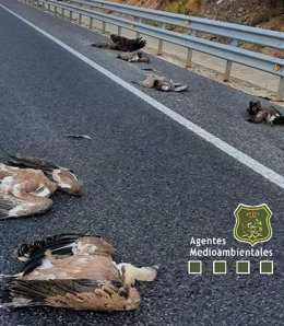 Buitres muertos tras ser atropellados en la provincia de Soria.