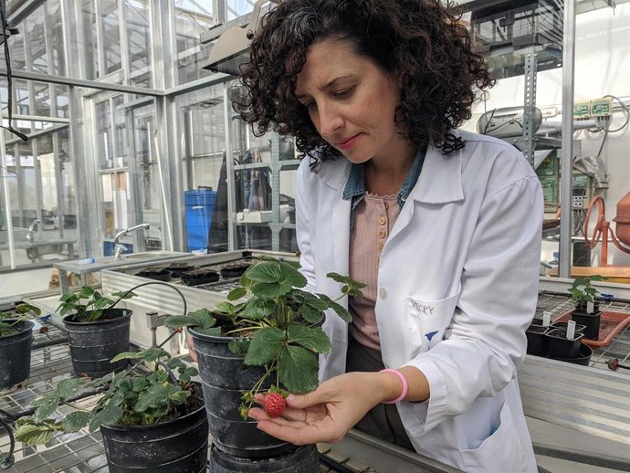Un equipo científico de la Universidad de Málaga (UMA), liderado por Victoria Sánchez Vera,identifica la importancia del reciclado celular en la maduración de la fresa