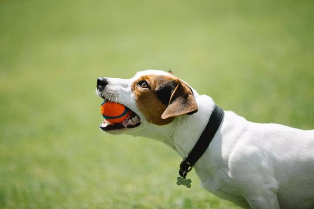 Un perro con una pelota en la boca