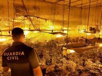 Desarticulada en Granada una banda dedicada al cultivo y tráfico transnacional de marihuana
