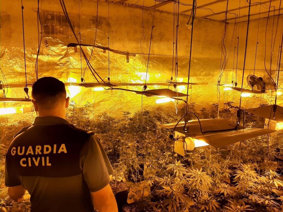 Agente de la Guardia Civil junto a una plantación de marihuana, en imagen de archivo