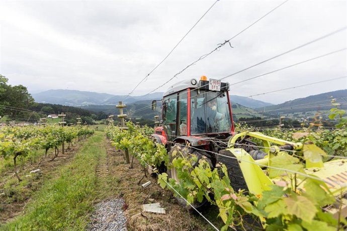 Archivo - Un trabajador montado en un tractor trabaja en unos viñedos