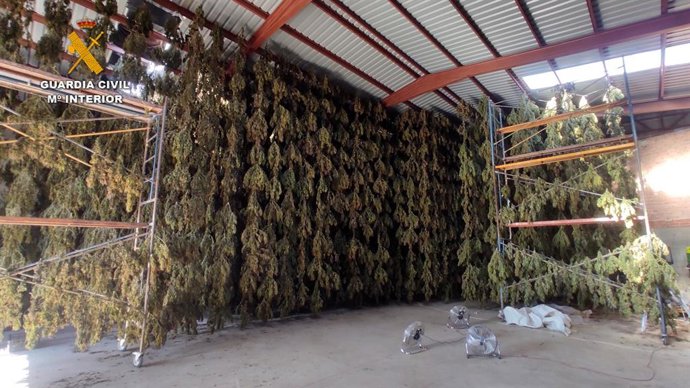 La Guardia Civil desarticula una organización dedicada al cultivo de cannabis  aprehendiendo 8.000 plantas en dos fincas.