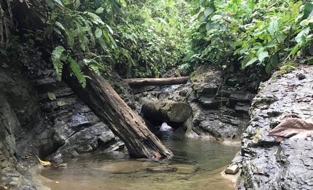 Un pequeño charco de agua procedente de un manantial profundo en Panamá.