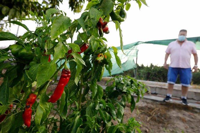 Archivo - Un agricultor cultiva pimientos en una huerta
