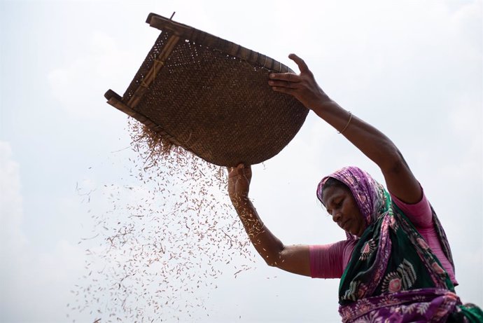 Archivo - 23 May 2021, Bangladesh, Dhaka: A woman is seen processing paddy rice that she harvested in his field in Savar. Photo: Fatima-Tuj Johora/ZUMA Wire/dpa