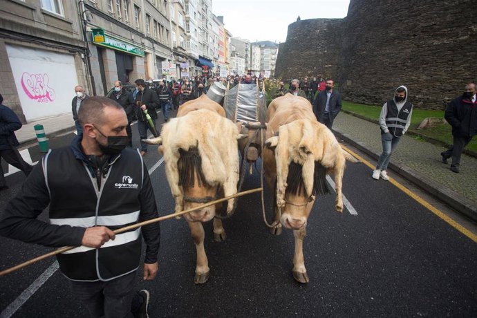 Un ganadero con sus vacas, durante una tractorada convocada por Agromuralla en Lugo para exigir mejor precio de la leche, a 4 de noviembre de 2021, en Lugo, Galicia (España).
