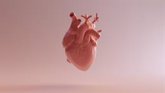 Foto: El CNIC descubre dos proteínas esenciales para el metabolismo del corazón de los recién nacidos