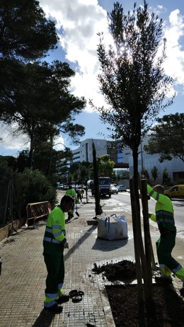 Siembra de olivos en la calle Fra Joan Llabrés.
