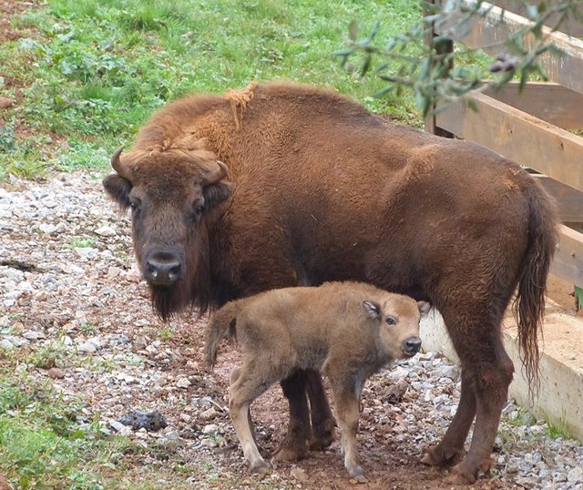 Cría de bisonte nacida este mes en Cabárceno junto a su madre