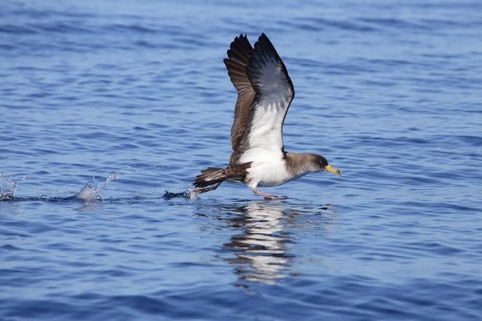 Archivo - Pardela cenicienta