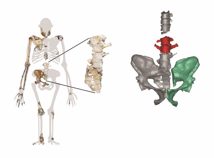 Posición anatómica de los nuevos fósiles de A. Sediba en el esqueleto completo y reconstrucción virtual (las nuevas vértebras lumbares en rojo).