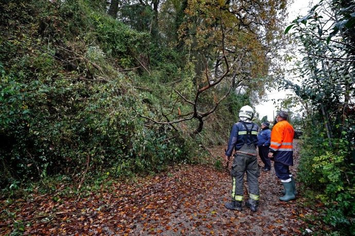 Bomberos retiran un árbol caído sobre tendido eléctrico en Cabezón de la Sal.