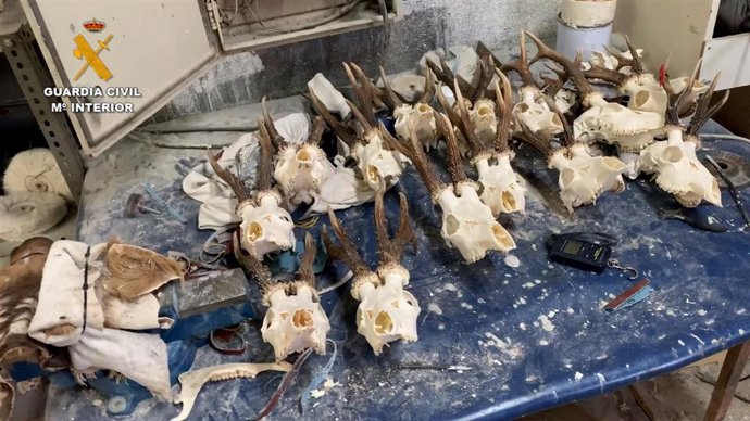 La Guardia Civil desarticula una trama de cazadores furtivos dedicada a la taxidermia ilegal en Madrid.