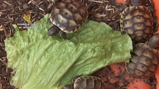 Rescatadas 7 ejemplares de cría de tortuga