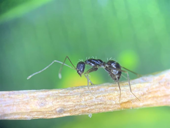 Arxiu - Imatge d'un exemplar de formiga boja
