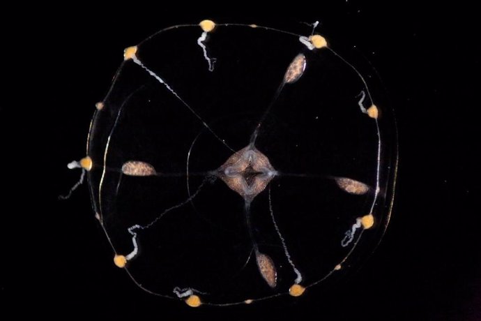 Clytia hemisphaerica, visto desde arriba. El animal redondo y transparente mide un centímetro de ancho, con una boca central y tentáculos dispuestos uniformemente alrededor de sus bordes exteriores como números en un reloj.