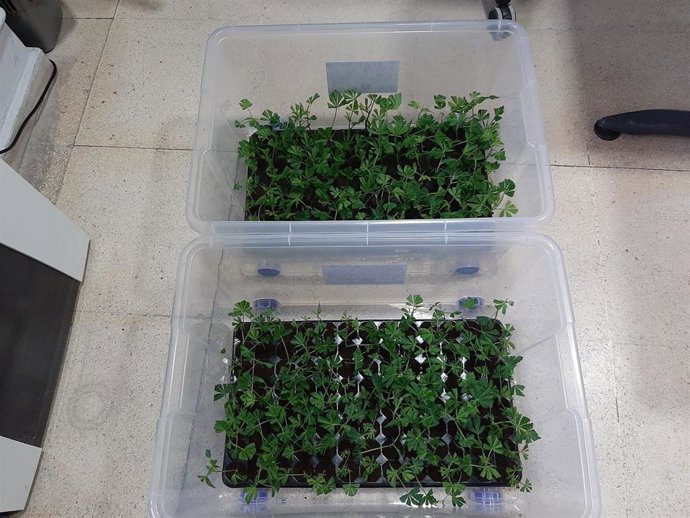 Plantas de marihuana localizadas por la Guardia Civil en el interior de un coche, que fue interceptado en un control en Burela (Lugo) y que iba ocupado por dos mujeres, de 40 y 18 años de edad.