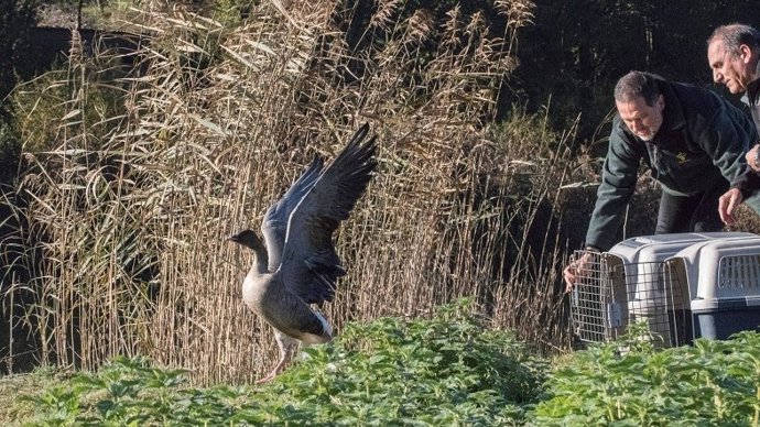 Diputación Foral de Bizkaia devuelve a la naturaleza dos ejemplares de ánsar piquicorto
