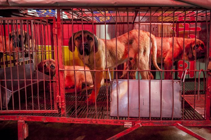 Perros enjaulados en un mercado de Busan, Corea del Sur