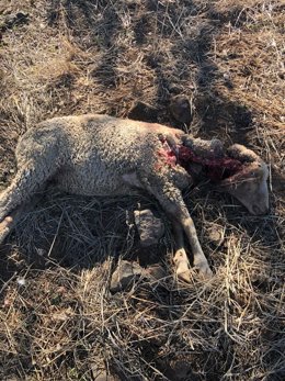 Oveja atacada por un lince
