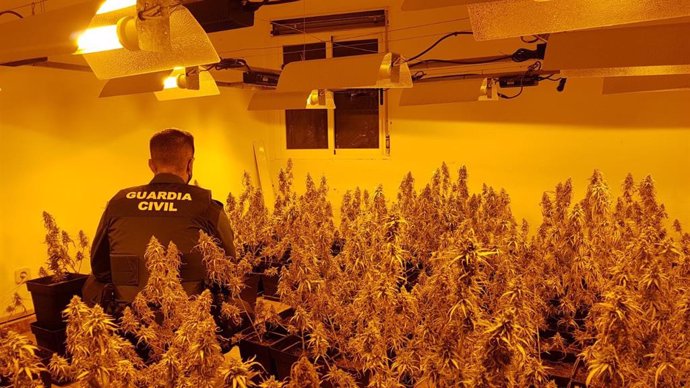 Imagen de archivo de una plantación de cannabis descubierta en una casa ocupada