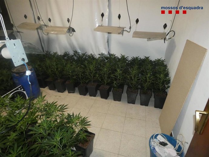 Imagen de las plantas intervenidas en Figueres (Girona)