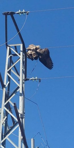 Un ave tras colisionar contra una línea eléctrica.