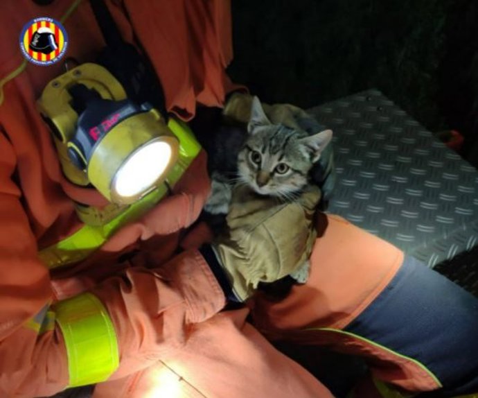 Gatito rescatado por los bomberos de L'Eliana porque no podía bajar de un árbol