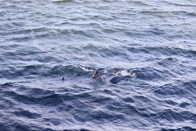 Los delfines Aquelado, Capitán y Grumete  tras ser liberados en A Toxa (Pontevedra)