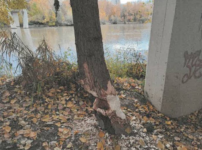 Chopos dañados por los castores en Logroño