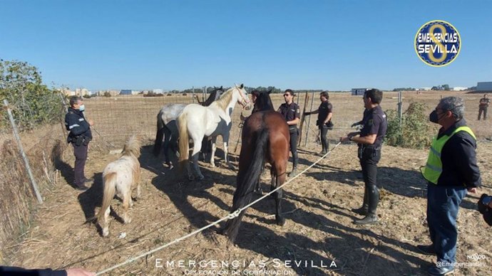 Imagen de los equinos intervenidos