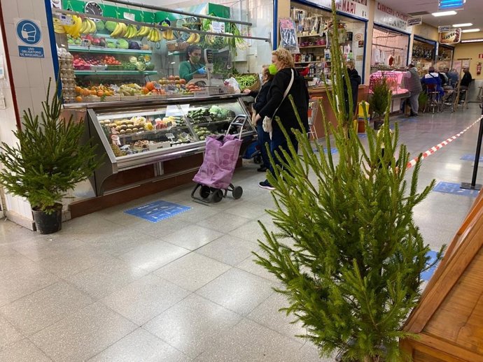 Imagen de dos de los abetos que el Ayuntamiento va a entregar a las asociaciones de comerciantes del municipio de Murcia